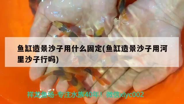 魚缸造景沙子用什么固定(魚缸造景沙子用河里沙子行嗎)