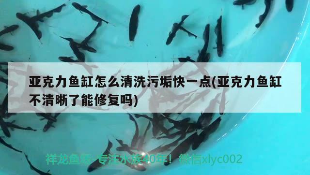 亞克力魚缸怎么清洗污垢快一點(diǎn)(亞克力魚缸不清晰了能修復(fù)嗎) 元寶鯽