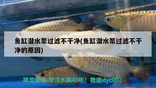 魚缸潛水泵過濾不干凈(魚缸潛水泵過濾不干凈的原因) 巨骨舌魚