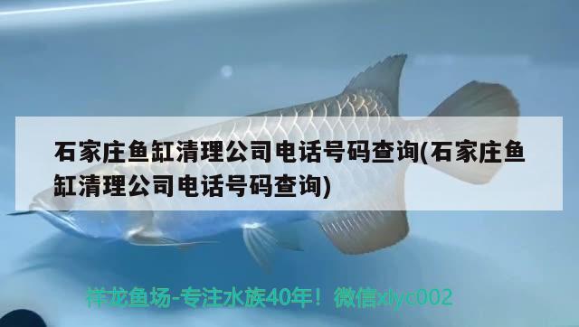 石家莊魚缸清理公司電話號(hào)碼查詢(石家莊魚缸清理公司電話號(hào)碼查詢)