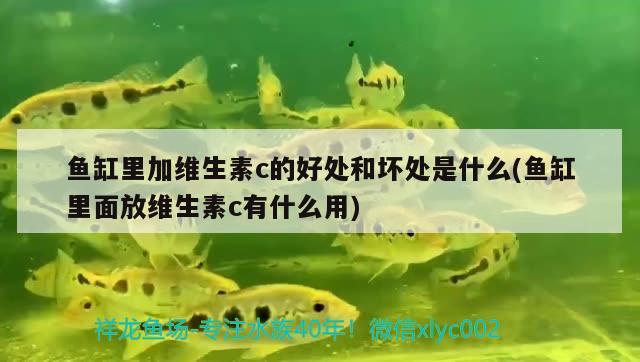 魚缸里加維生素c的好處和壞處是什么(魚缸里面放維生素c有什么用) 定時(shí)器/自控系統(tǒng)