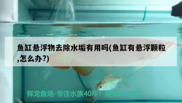 魚缸懸浮物去除水垢有用嗎(魚缸有懸浮顆粒,怎么辦?) 野彩魚