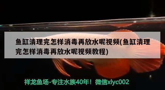 魚缸清理完怎樣消毒再放水呢視頻(魚缸清理完怎樣消毒再放水呢視頻教程)