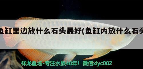 魚缸里邊放什么石頭最好(魚缸內放什么石頭)