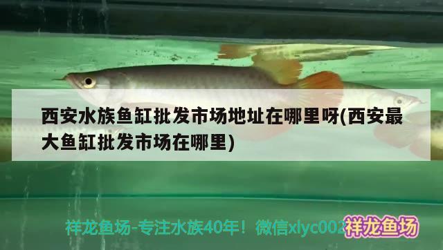 西安水族魚缸批發(fā)市場(chǎng)地址在哪里呀(西安最大魚缸批發(fā)市場(chǎng)在哪里) 硝化細(xì)菌