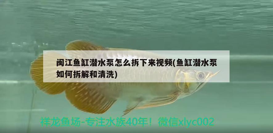 閩江魚缸潛水泵怎么拆下來視頻(魚缸潛水泵如何拆解和清洗) 魚缸清潔用具