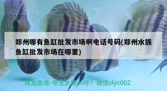 鄭州哪有魚(yú)缸批發(fā)市場(chǎng)啊電話號(hào)碼(鄭州水族魚(yú)缸批發(fā)市場(chǎng)在哪里) 白條過(guò)背金龍魚(yú)