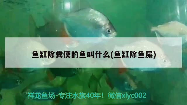 魚(yú)缸除糞便的魚(yú)叫什么(魚(yú)缸除魚(yú)屎) 元寶鯽 第2張