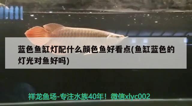 藍(lán)色魚缸燈配什么顏色魚好看點(diǎn)(魚缸藍(lán)色的燈光對(duì)魚好嗎) 電鰻