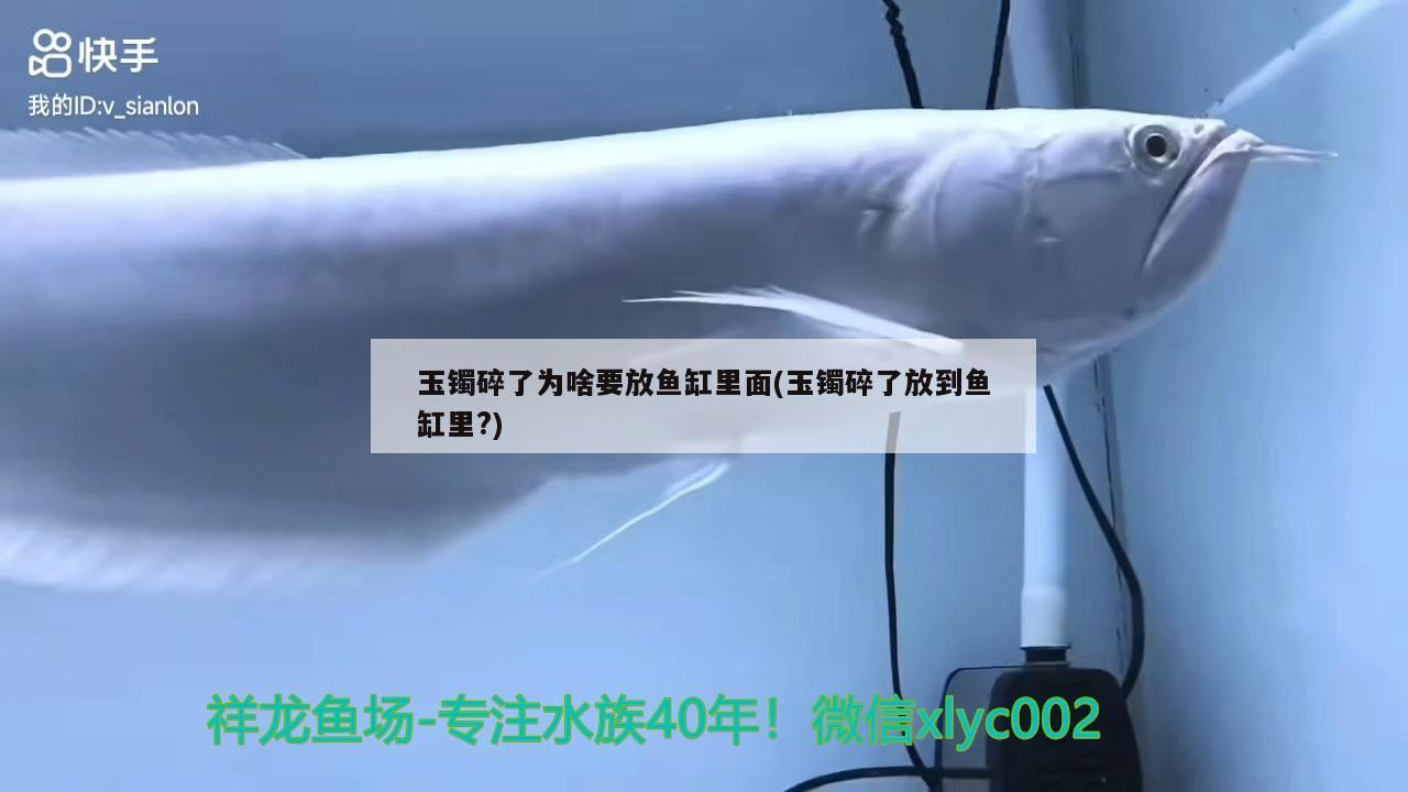 玉鐲碎了為啥要放魚(yú)缸里面(玉鐲碎了放到魚(yú)缸里?) 大白鯊魚(yú)