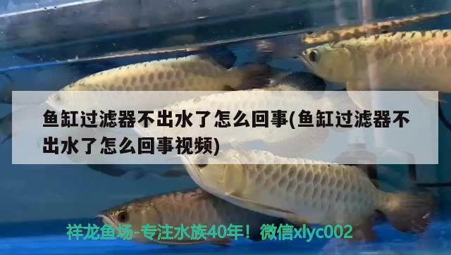 魚缸過濾器不出水了怎么回事(魚缸過濾器不出水了怎么回事視頻)