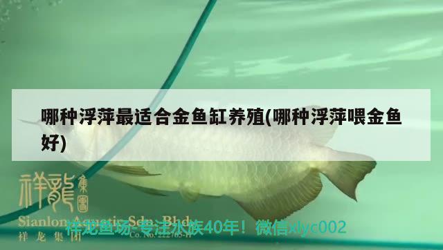 哪種浮萍最適合金魚缸養(yǎng)殖(哪種浮萍喂金魚好) 魚缸清潔用具