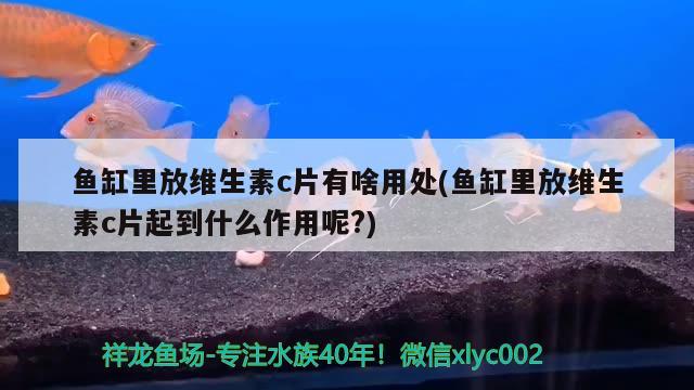 魚缸里放維生素c片有啥用處(魚缸里放維生素c片起到什么作用呢?) 白子黃化銀龍魚