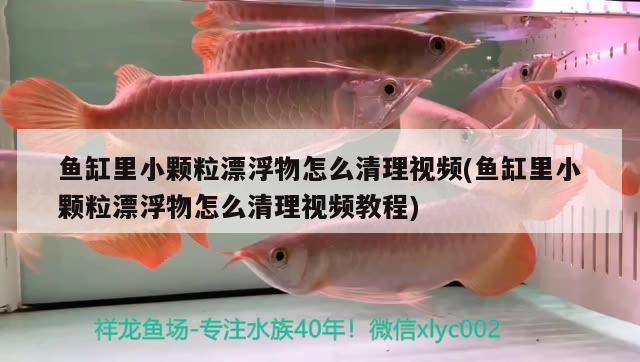 魚缸里小顆粒漂浮物怎么清理視頻(魚缸里小顆粒漂浮物怎么清理視頻教程)