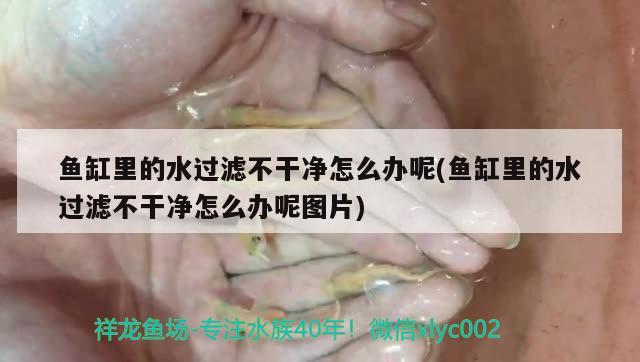 魚缸里的水過濾不干凈怎么辦呢(魚缸里的水過濾不干凈怎么辦呢圖片)