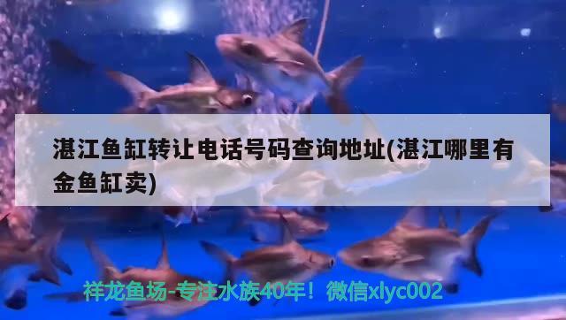 湛江魚缸轉(zhuǎn)讓電話號(hào)碼查詢地址(湛江哪里有金魚缸賣)