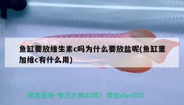 魚缸要放維生素c嗎為什么要放鹽呢(魚缸里加維c有什么用) 觀賞魚進出口 第2張