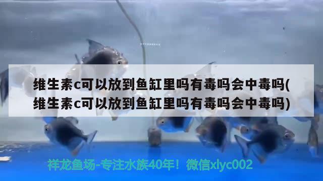 維生素c可以放到魚缸里嗎有毒嗎會中毒嗎(維生素c可以放到魚缸里嗎有毒嗎會中毒嗎) 祥龍傳奇品牌魚缸