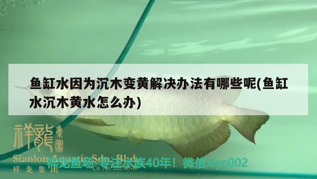 魚(yú)缸水因?yàn)槌聊咀凕S解決辦法有哪些呢(魚(yú)缸水沉木黃水怎么辦) 祥龍龍魚(yú)魚(yú)糧