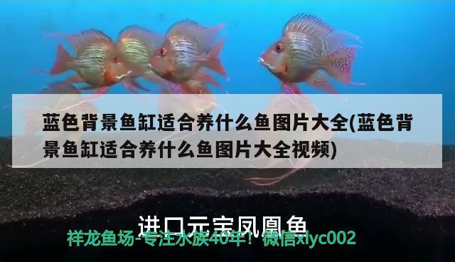 藍(lán)色背景魚(yú)缸適合養(yǎng)什么魚(yú)圖片大全(藍(lán)色背景魚(yú)缸適合養(yǎng)什么魚(yú)圖片大全視頻)