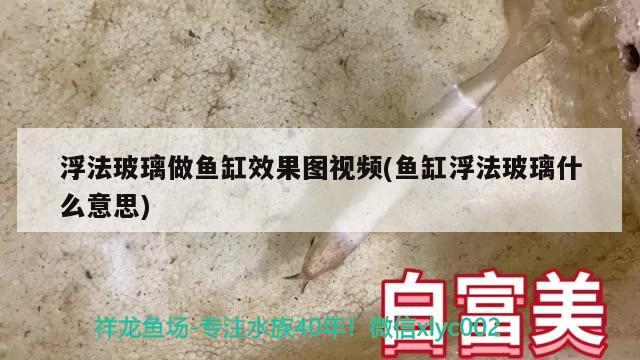 浮法玻璃做魚缸效果圖視頻(魚缸浮法玻璃什么意思) 星點(diǎn)金龍魚