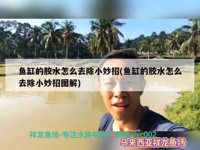 魚缸的膠水怎么去除小妙招(魚缸的膠水怎么去除小妙招圖解)