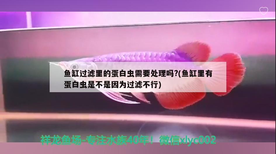 魚缸過濾里的蛋白蟲需要處理嗎?(魚缸里有蛋白蟲是不是因為過濾不行) 白子黑帝王魟魚