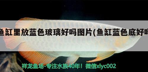 魚缸里放藍(lán)色玻璃好嗎圖片(魚缸藍(lán)色底好嗎) 白子黑帝王魟魚