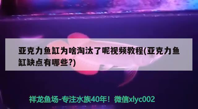 亞克力魚缸為啥淘汰了呢視頻教程(亞克力魚缸缺點(diǎn)有哪些?) 稀有金龍魚