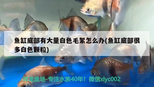 魚缸底部有大量白色毛絮怎么辦(魚缸底部很多白色顆粒)