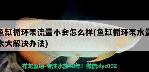 魚(yú)缸循環(huán)泵流量小會(huì)怎么樣(魚(yú)缸循環(huán)泵水量太大解決辦法) 黃金斑馬魚(yú)