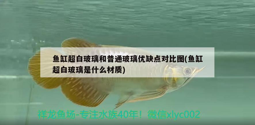 魚缸超白玻璃和普通玻璃優(yōu)缺點對比圖(魚缸超白玻璃是什么材質(zhì))