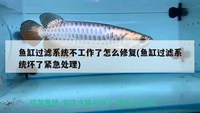 魚缸過濾系統(tǒng)不工作了怎么修復(fù)(魚缸過濾系統(tǒng)壞了緊急處理) 紅勾銀版魚