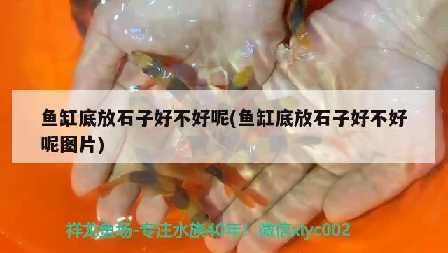 魚缸底放石子好不好呢(魚缸底放石子好不好呢圖片)