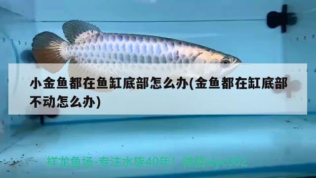 小金魚都在魚缸底部怎么辦(金魚都在缸底部不動怎么辦) 白條過背金龍魚