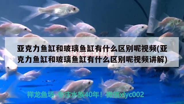 亞克力魚缸和玻璃魚缸有什么區(qū)別呢視頻(亞克力魚缸和玻璃魚缸有什么區(qū)別呢視頻講解) 藍底過背金龍魚