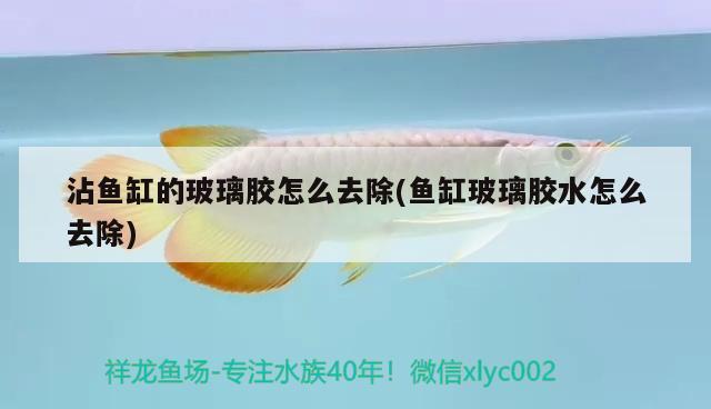 沾魚(yú)缸的玻璃膠怎么去除(魚(yú)缸玻璃膠水怎么去除)