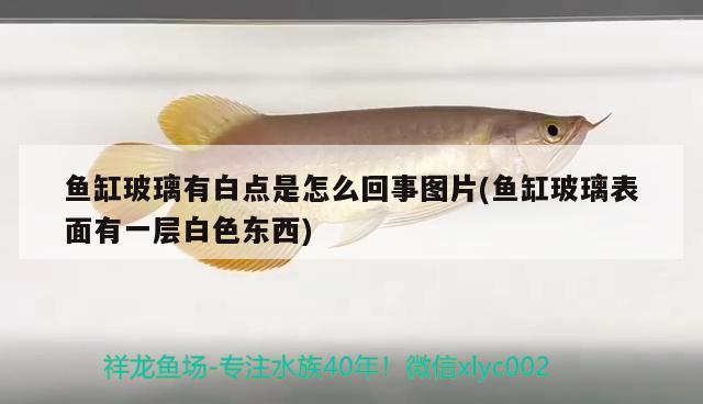 魚缸玻璃有白點是怎么回事圖片(魚缸玻璃表面有一層白色東西) 水族雜談