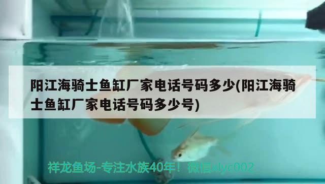 陽江海騎士魚缸廠家電話號碼多少(陽江海騎士魚缸廠家電話號碼多少號)