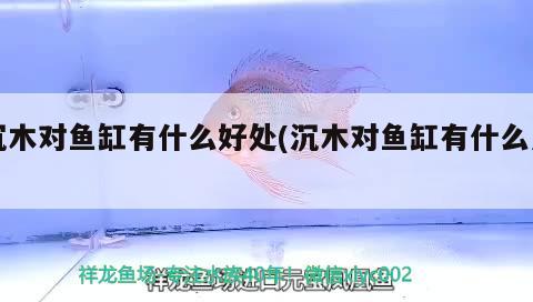 沉木對魚缸有什么好處(沉木對魚缸有什么用)