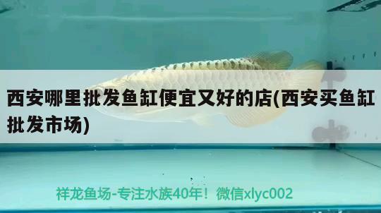 西安哪里批發(fā)魚缸便宜又好的店(西安買魚缸批發(fā)市場)