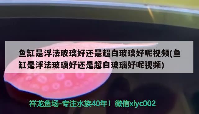 魚缸是浮法玻璃好還是超白玻璃好呢視頻(魚缸是浮法玻璃好還是超白玻璃好呢視頻) 綠皮皇冠豹魚