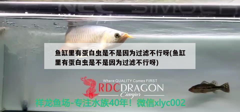 魚缸里有蛋白蟲是不是因?yàn)檫^濾不行呀(魚缸里有蛋白蟲是不是因?yàn)檫^濾不行呀)