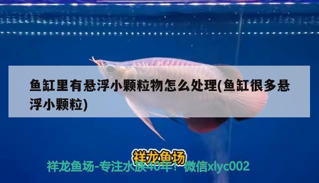 魚(yú)缸里有懸浮小顆粒物怎么處理(魚(yú)缸很多懸浮小顆粒) 赤焰中國(guó)虎魚(yú)