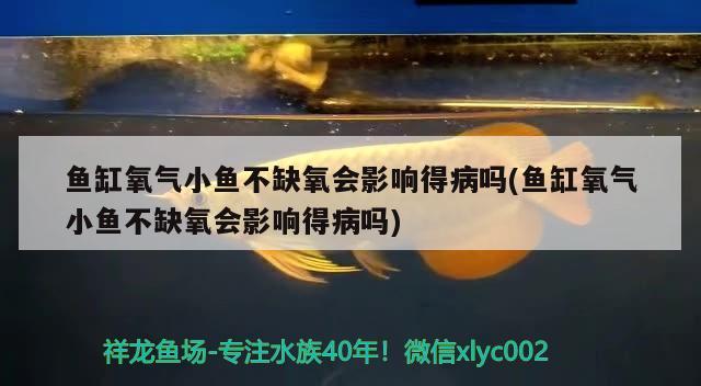 魚缸氧氣小魚不缺氧會影響得病嗎(魚缸氧氣小魚不缺氧會影響得病嗎)