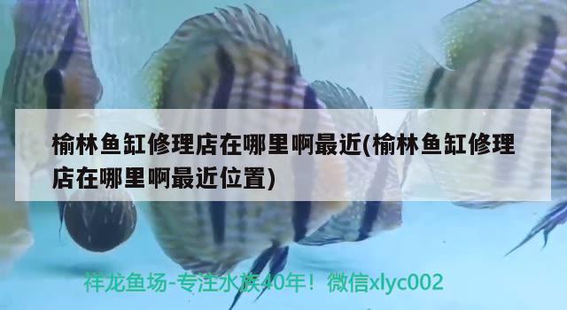 榆林魚缸修理店在哪里啊最近(榆林魚缸修理店在哪里啊最近位置)