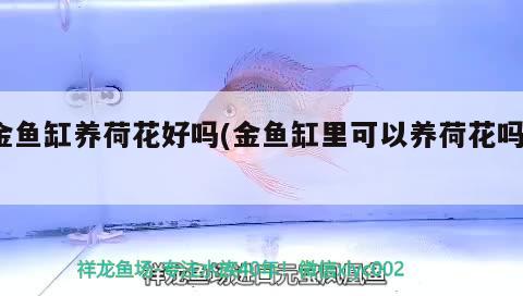 金魚缸養(yǎng)荷花好嗎(金魚缸里可以養(yǎng)荷花嗎?) 觀賞魚百科