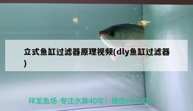 立式魚缸過濾器原理視頻(dly魚缸過濾器)