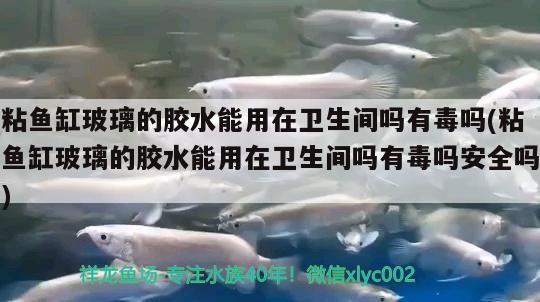 粘魚缸玻璃的膠水能用在衛(wèi)生間嗎有毒嗎(粘魚缸玻璃的膠水能用在衛(wèi)生間嗎有毒嗎安全嗎)