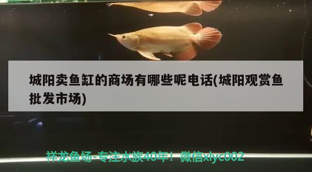 城陽賣魚缸的商場有哪些呢電話(城陽觀賞魚批發(fā)市場) 觀賞魚批發(fā)